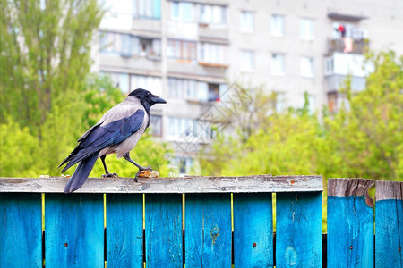 乌鸦围在蓝色栅栏上并拿着一块面包结壳其爪子模糊背景是春季一天的当时正值一个居民多层建筑多层有遮戴的乌鸦在春日一个住宅多层建筑的背图片