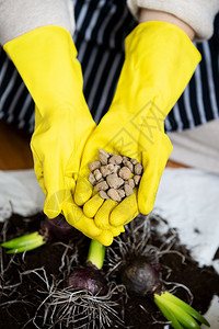 春天绿色开花移植一位戴黄色手套排水是膨胀粘土的女人手用园艺工具种植风信子球茎图片
