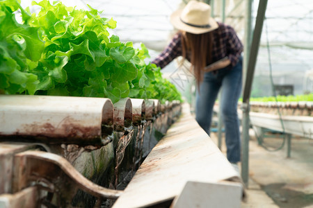 一种格林博在蔬菜水栽系统有选择供水管道重点农民持有一块平板正在检查健康的有机食品和农业技术的优质绿色橡树生菜沙拉概念农民正在使用图片