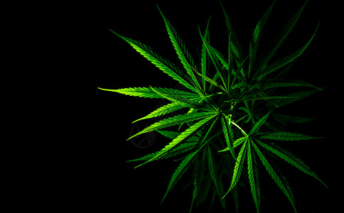 本种农场植用于医疗或娱乐目的种植时在黑底种植场上除草绿叶药用背景