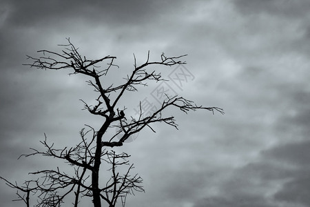 黑暗戏剧天空和白云背景上的剪影死树为和平的亡绝望的概念悲伤自然和悲伤的情感背景枯枝独特的图案为了夜晚户外图片
