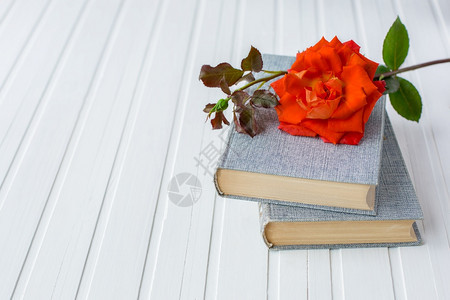 书本上的红玫瑰花图片