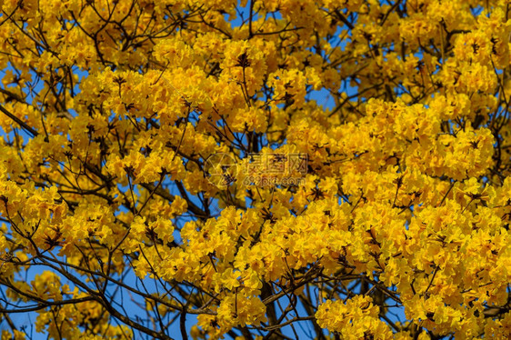 秋天户外黄色的树叶图片