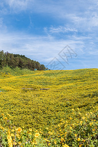 旅游植物菊花位于泰国北部家草原上的山丘墨西哥向日葵田的树木石图片
