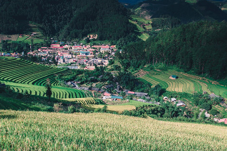 旅游在越南Muchangchai越南水稻田准备西北的收成荒地上的绿稻田谷物热带图片