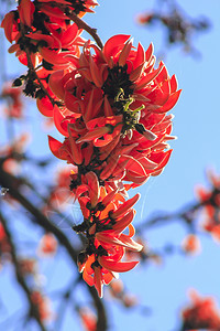 传单布提亚一世间植物是中等大小的树花朵包括橙色和黄进诺克叔图片