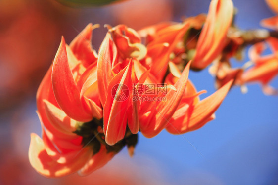 布提亚一世间植物是中等大小的树花朵包括橙色和黄柚木布蒂亚弯曲图片