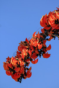 印度人布提亚一世间植物是中等大小的树花朵包括橙色和黄户外印度图片