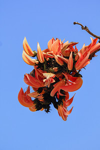 印度进诺布提亚一世间植物是中等大小的树花朵包括橙色和黄盛开图片