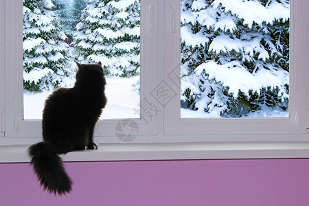 眼睛黑猫望着窗外那个下雪的冬天好奇猫坐在窗台上看冬天的森林下雪窗外寒冷的天气黑猫望着窗外下雪的冬天窗外下在后面云杉图片