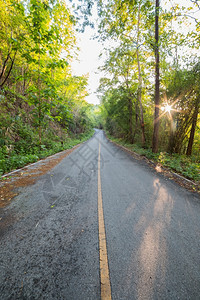 在森林中与太阳背后的道路植物星街图片