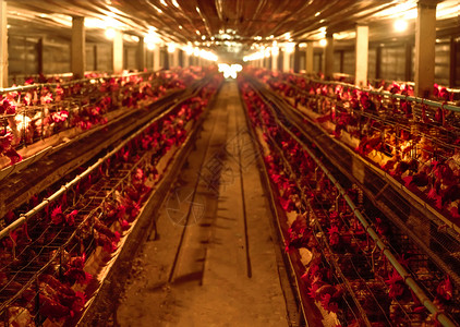 植物层数动养鸡场电池笼中的蛋鸡商业母养殖蛋场封闭系统中的集约化家禽养殖蛋生产鸡饲料图片
