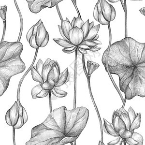 情人节纺织品无缝的单色铅笔结构花朵植物素描白色背景上的手拖莲粉白背景上的植物风格式壁纸包装布料明信片海报等美丽的背景图片
