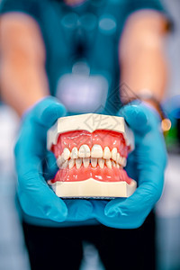 干净的颚为了牙科培训的人类下巴牙科模型上的缝合医生手上的白塑料牙齿蓝色医用手套图片
