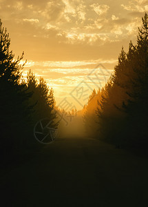 金雾般的日落景色在俄罗斯卡丽利亚云层俄罗斯有选择焦点复制空间的戏剧橙色天空下沿路的树木阴影重点黄昏旅行图片