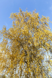 金的本季黄秋叶子在树顶角拍摄蓝天空下白树叶子上闪烁着蓝色的红树叶干木头图片