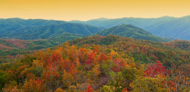 多彩的秋季树林图片