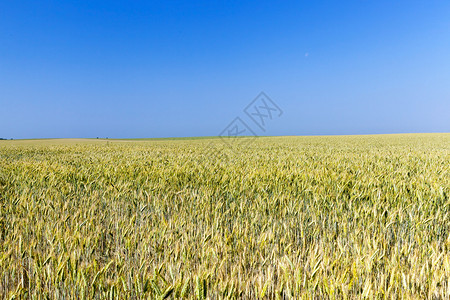 土地泛黄场景绿色天空不成熟的黄小麦在背景中一片蓝天不成熟的黄麦田地上拍摄了近距离背景图片