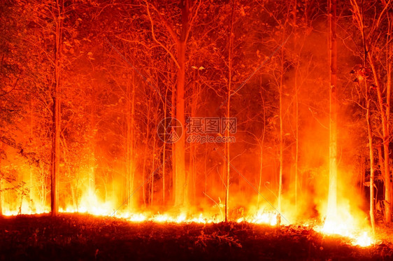 柔软的救援野火森林灾红树烧黄橙高热点燃树木在泰国北部山区的森林中夜晚以及燃烧林的软焦点北方图片