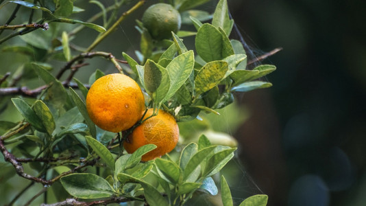 叶子两块新鲜的Citrus水果挂在树枝末端橙色花园与bokeh背景相近的照片上美味水果准备成熟了Raw橘子含有基本维生素C及其他图片