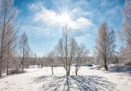 宁静风景优美阳光明媚寒冬日亮的阳光中落雪树木景观图片