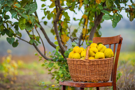 Quince秋季收获全篮子的五分种在Quince农场种植有机水果在Quince秋季收获满篮子的五分种在花园里收成艺生的图片
