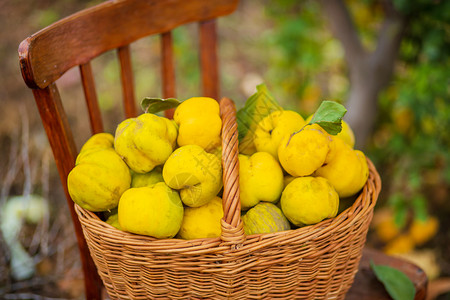 绿色剪裁quince秋季收获全篮子的五分种在quince农场种植有机水果在