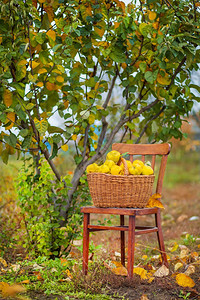 收成甜点Quince秋季收获全篮子的五分种在Quince农场种植有机水果在Quince秋季收获满篮子的五分种在花园里果图片