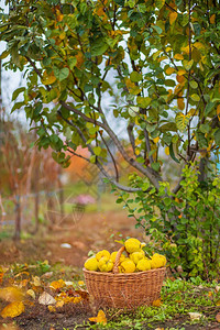 苹果Quince秋季收获全篮子的五分种在Quince农场种植有机水果在Quince秋季收获满篮子的五分种在花园里香气营养图片