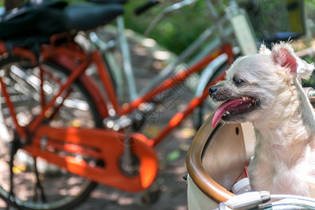 狗如此可爱的米色混合品种与ShiTzuPomeranian和Poodle用自行车篮子古老风格的小狗一起等待度假旅行聪明的骑自车积图片