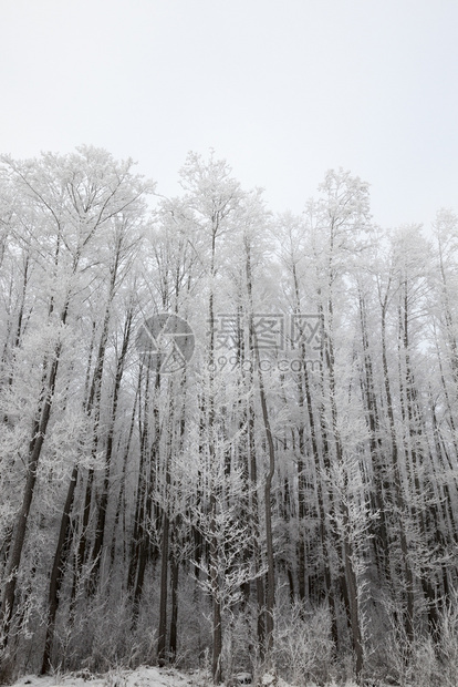 冬季风景有不同种类的树木覆盖白雪和霜冻冬季降雪后一天是寒冷的冬季下雪后一天是寒冷的爬坡道若冰霜蒙图片