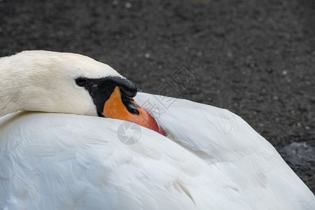季节春天在Llaises公园的鸟嘴底部有一个典型的生长结果上面写着户外图片