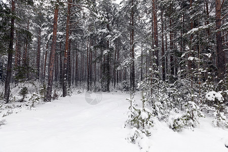 冬季雪在下后出现冬季的雪流在天飘动季气象森林场景图片