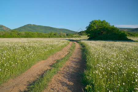 春天蓝色的白绿草地和春甘油花朵绿色草地和春camomile花图片