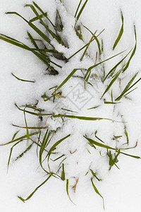 雪花生长冬天拍摄于季的干草节在雪降后的白色背景下雪降后的白色背景上拍到的画面雪降后的白色背景图片