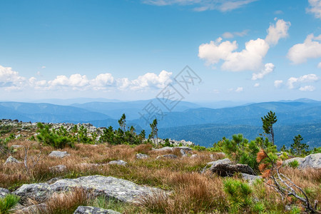 沙漠叶子山坡上的松树有峰地平线上也有山丘年轻的图片