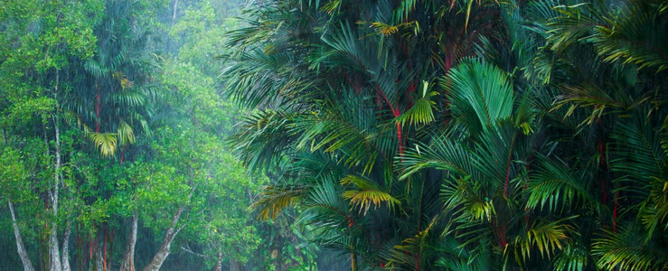 树木丛林自然热带雨风的风景露什热带植物和Cyrtostachysrenda棕榈树或在泰国马来西亚边境雨林种植红棕榈树图片