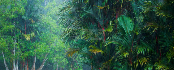 树木丛林自然热带雨风的风景露什热带植物和Cyrtostachysrenda棕榈树或在泰国马来西亚边境雨林种植红棕榈树图片