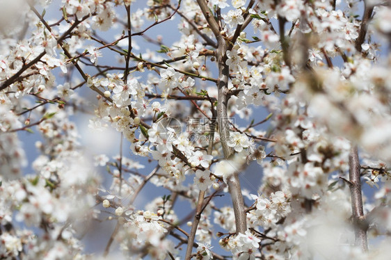 分支艺术开花美丽的自然场景绿本底树上盛开的木春花美丽的朵壁纸柔软的焦点和树枝上小白花图片