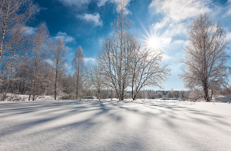 霜拉普捷夫阳光灿烂的下明媚的冬日中落雪树木下图片