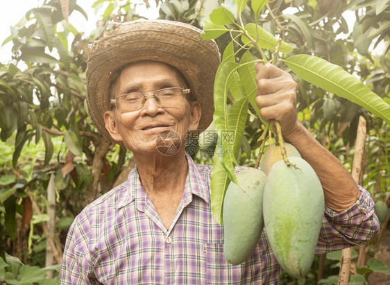 水果收成亚洲高级园丁身戴着绿色芒果的帽子和眼镜戴着绿芒果的亚洲高级园丁他们站在花园里对农产品有机耕作概念感到自豪热带图片