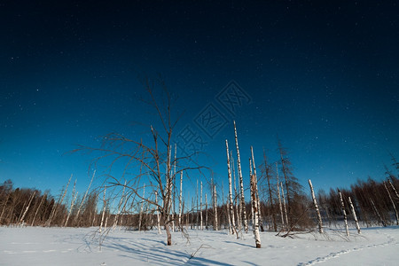 冬季星空下枯萎的树干图片