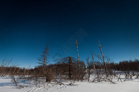 冬季星空下枯萎的树干图片