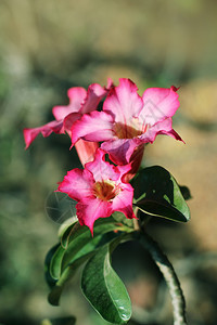 花的或者纸粉红色的azaleaImpalaLily花朵紫色薄软和模糊背景上美丽植物群图片