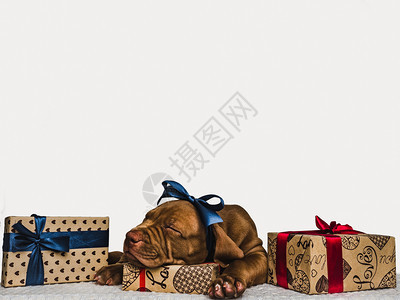 礼物美丽迷人的巧克力颜色小狗和亮盒配有礼品近身孤立的背景摄影室照片白色顾概念教育服从培训和抚育宠物Young迷人的小狗和节日装箱图片