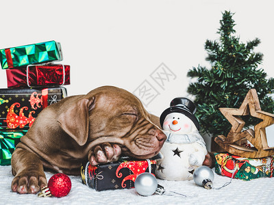 美丽的兽医礼物可爱巧克力颜色圣诞装饰品地毯和盒子上面绑着弓近身工作室照片的紧靠式工作室照片料教育服从培训和宠物抚育的概念Youn图片
