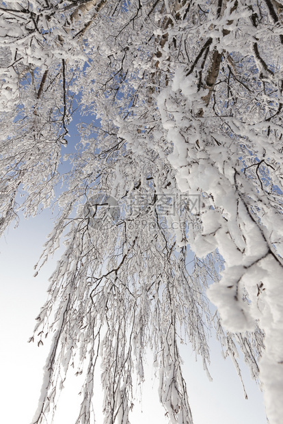 蓝色的极端寒冷在暴风雪和瀑布被白寒覆盖期间或之后在蓝天冬季冻雪和寒冷天气下满是白寒雪的冰和霜图片