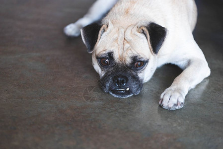 Pug狗在地板上看着外面的Pug狗等待房主在家工作后回可爱宠物和狗这是人类概念最好的朋友超大眼睛和笑脸狗动物凶猛的说谎可爱图片