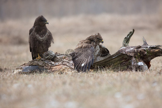 两只普通的秃鹰Buteobuteo正在争夺食物其中一只覆盖了猎杀的捕龙翅水平观波兰冬季在Narew河附近的草地户外纳鲁对手图片