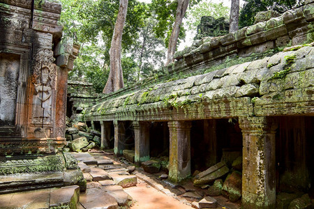 著名的柬埔寨暹粒省Angkor的TaProhm或Rajavihara寺庙古老废墟结石柬埔寨人图片